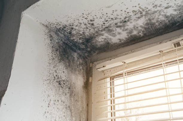 Affordable Mold Removal solutions in Severn, MD